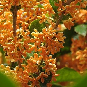 キンモクセイは秋の香り　ちょうちょは嫌うようです