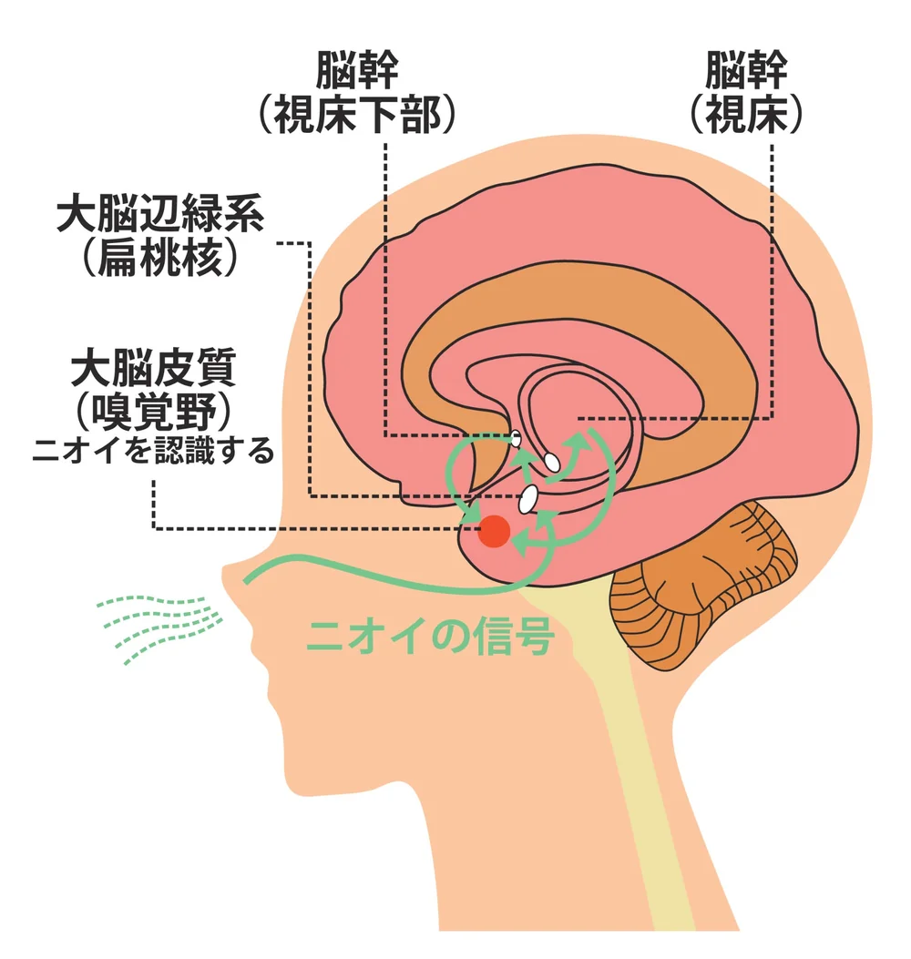 においの信号が脳に伝わるしくみ（頭の断面図）
